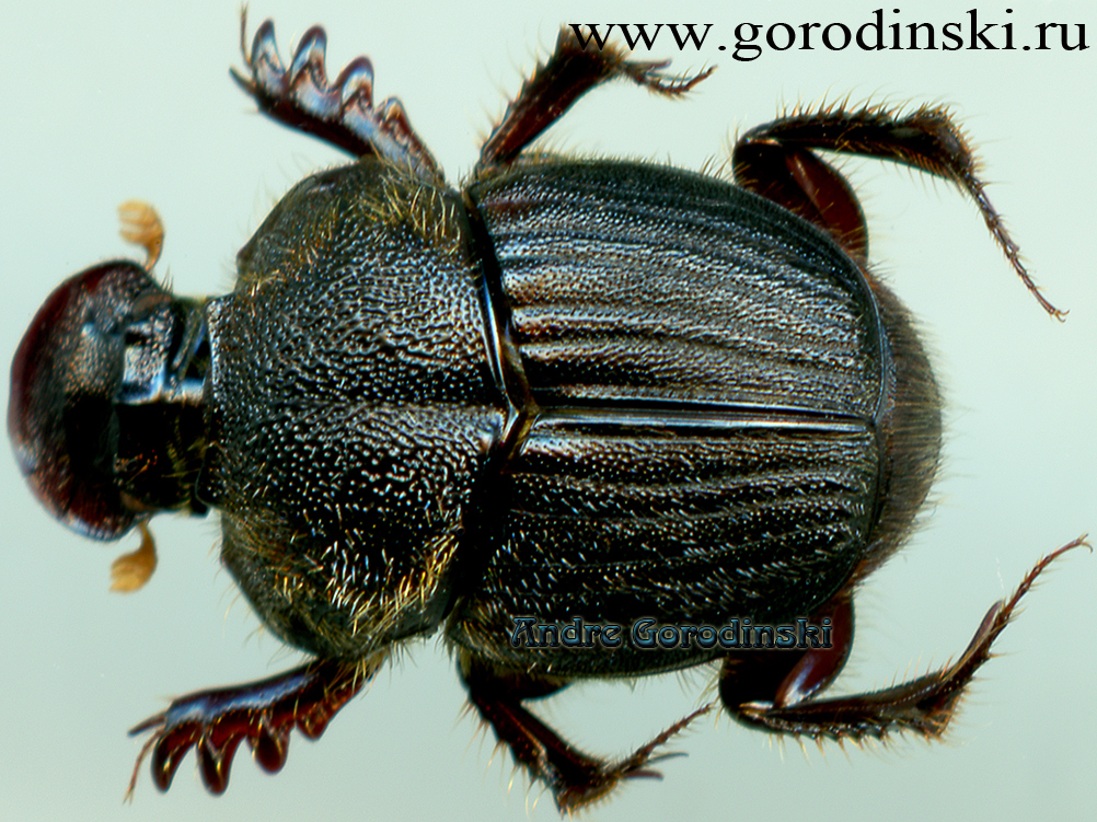 http://www.gorodinski.ru/copr/Onthophagus sundanensis.jpg